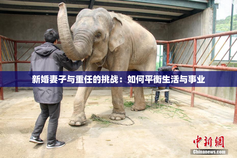 新婚妻子与重任的挑战：如何平衡生活与事业