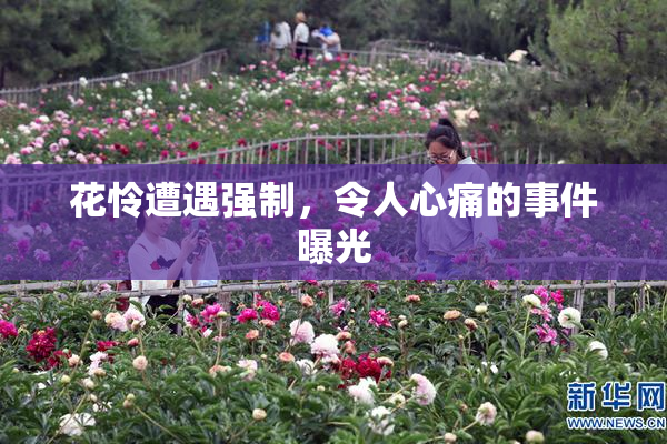 花怜遭遇强制，令人心痛的事件曝光