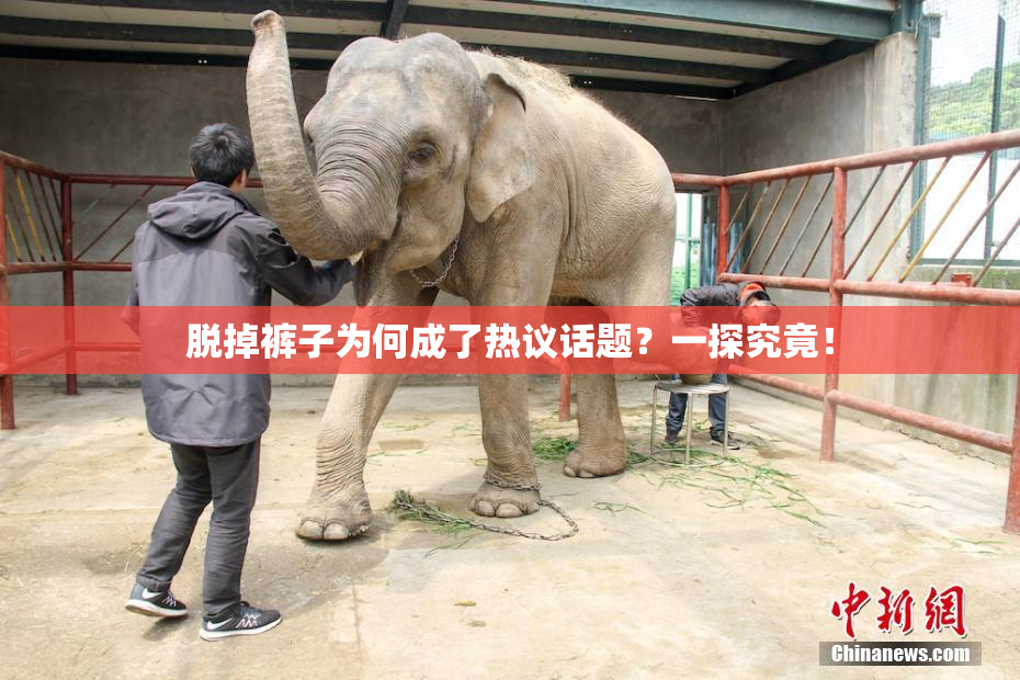 脱掉裤子为何成了热议话题？一探究竟！