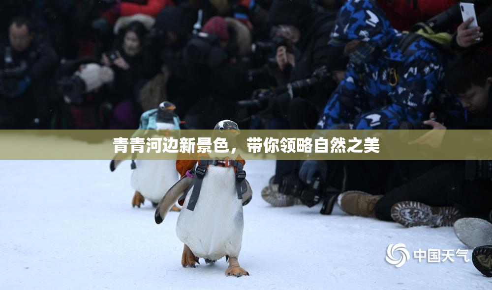 青青河边新景色，带你领略自然之美