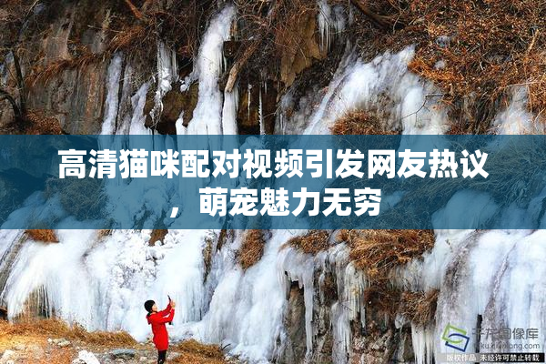 高清猫咪配对视频引发网友热议，萌宠魅力无穷