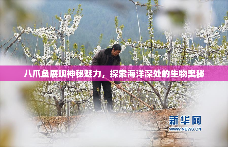八爪鱼展现神秘魅力，探索海洋深处的生物奥秘