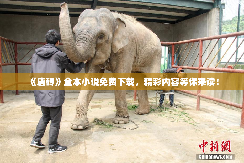 《唐砖》全本小说免费下载，精彩内容等你来读！
