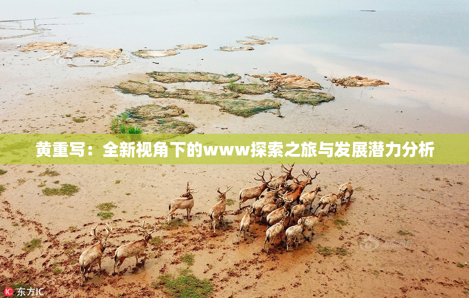 黄重写：全新视角下的www探索之旅与发展潜力分析