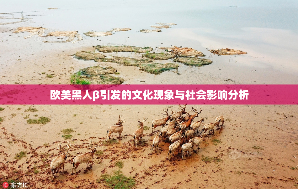 欧美黑人β引发的文化现象与社会影响分析