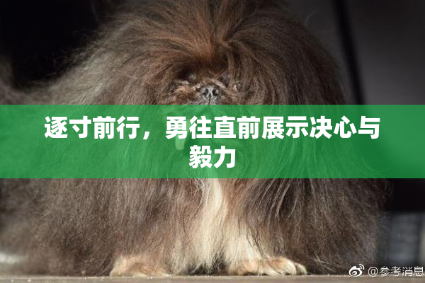 逐寸前行，勇往直前展示决心与毅力