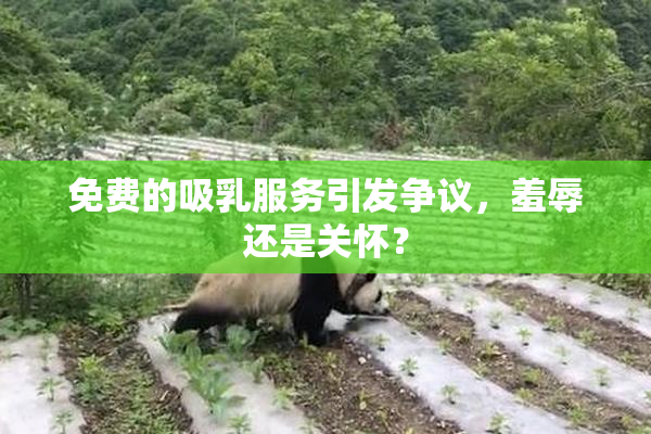 免费的吸乳服务引发争议，羞辱还是关怀？
