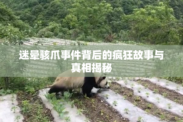 迷晕骇爪事件背后的疯狂故事与真相揭秘