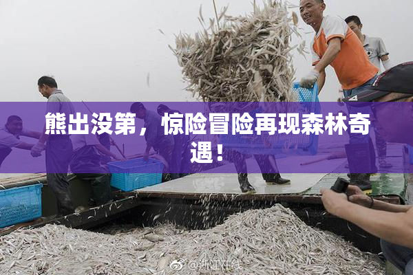 熊出没第，惊险冒险再现森林奇遇！