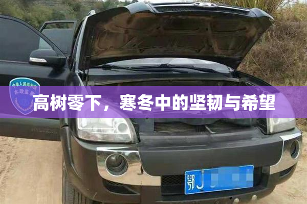 高树零下，寒冬中的坚韧与希望
