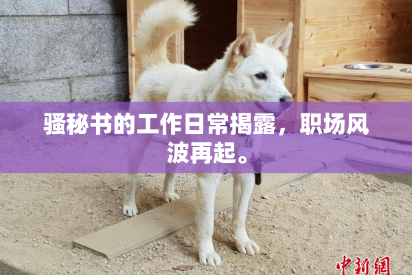 骚秘书的工作日常揭露，职场风波再起。