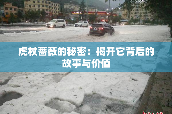 虎杖蔷薇的秘密：揭开它背后的故事与价值