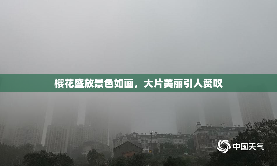 樱花盛放景色如画，大片美丽引人赞叹