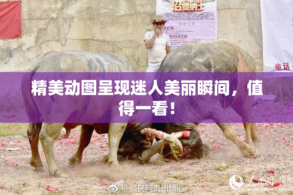 精美动图呈现迷人美丽瞬间，值得一看！