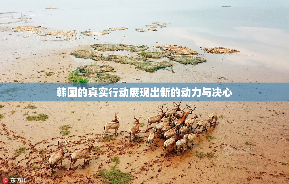 韩国的真实行动展现出新的动力与决心