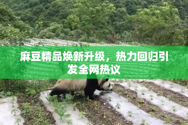 麻豆精品焕新升级，热力回归引发全网热议