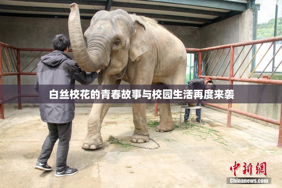 白丝校花的青春故事与校园生活再度来袭