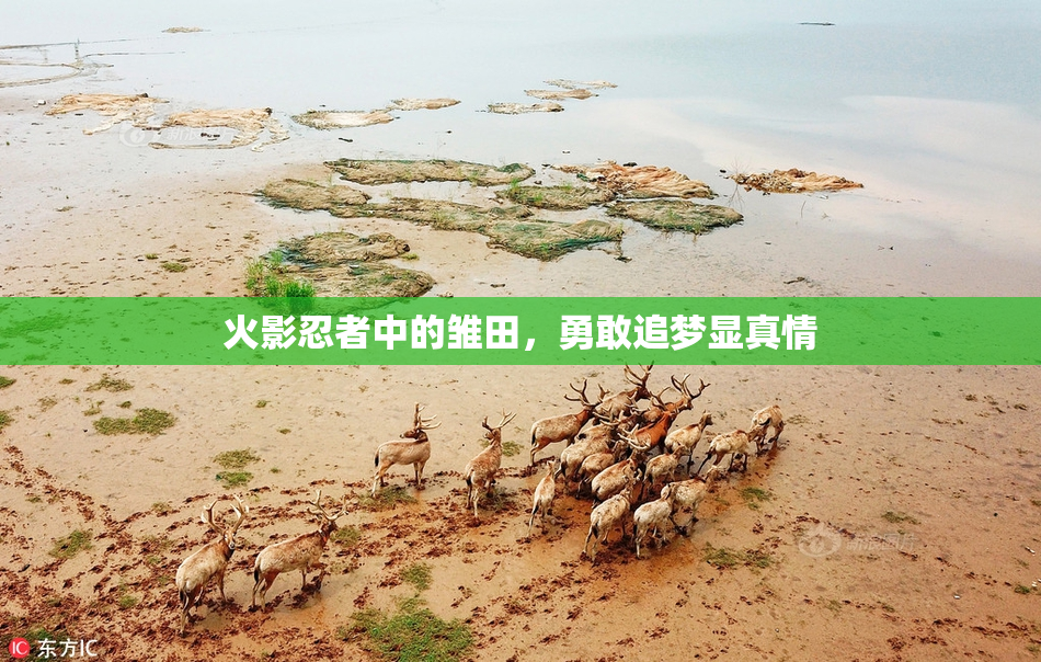 火影忍者中的雏田，勇敢追梦显真情