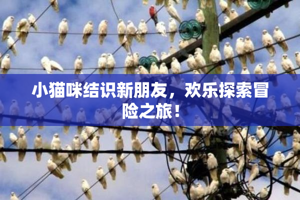 小猫咪结识新朋友，欢乐探索冒险之旅！