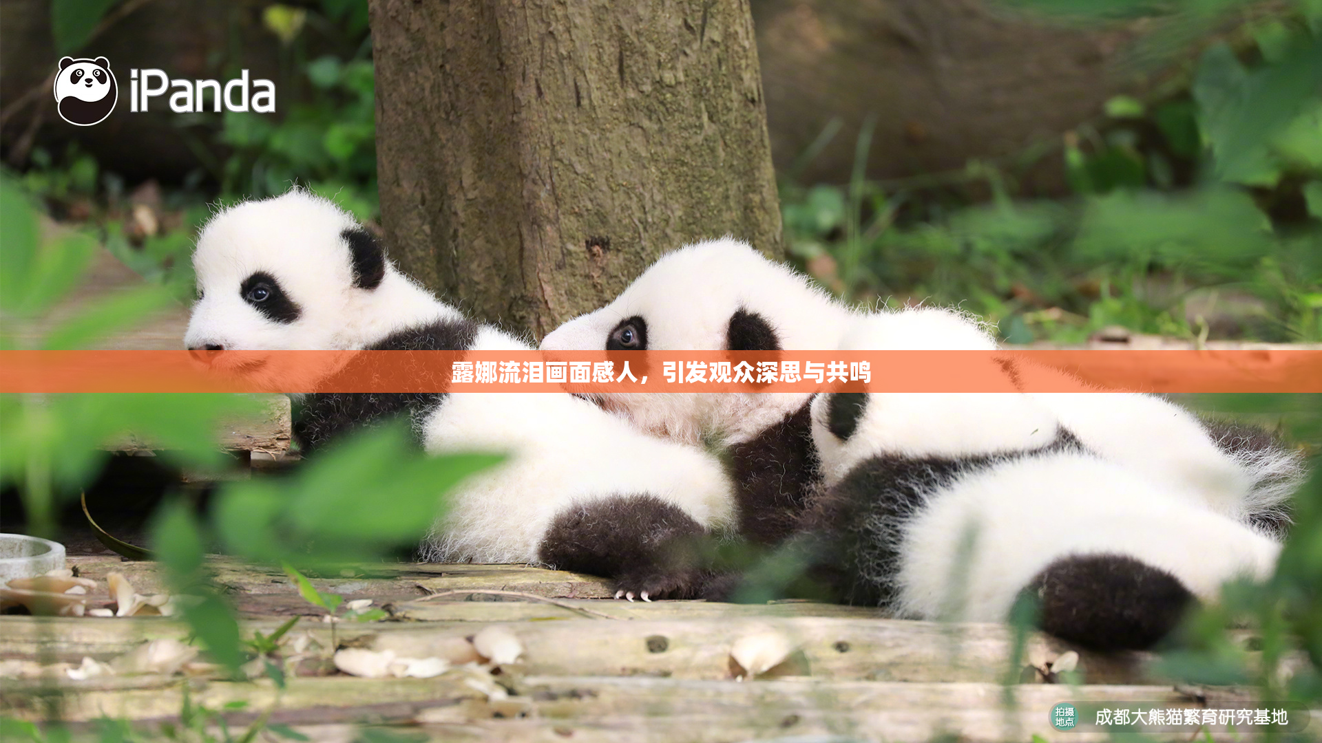 露娜流泪画面感人，引发观众深思与共鸣