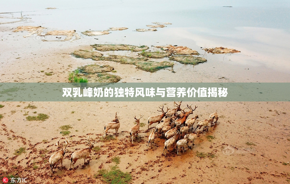 双乳峰奶的独特风味与营养价值揭秘