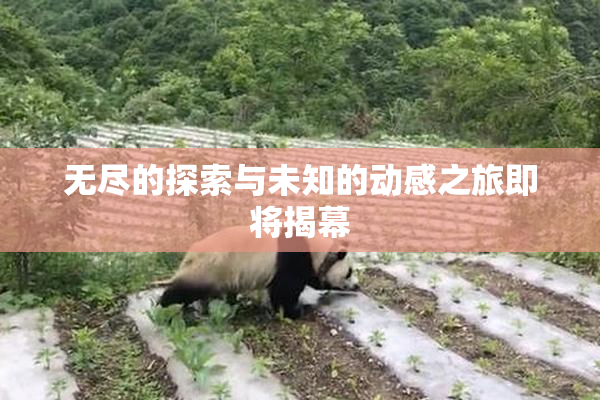 无尽的探索与未知的动感之旅即将揭幕