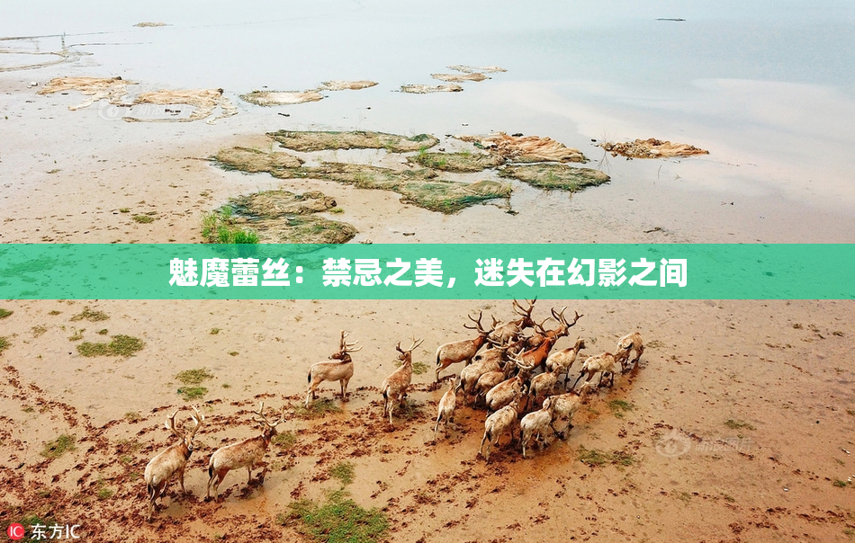 魅魔蕾丝：禁忌之美，迷失在幻影之间