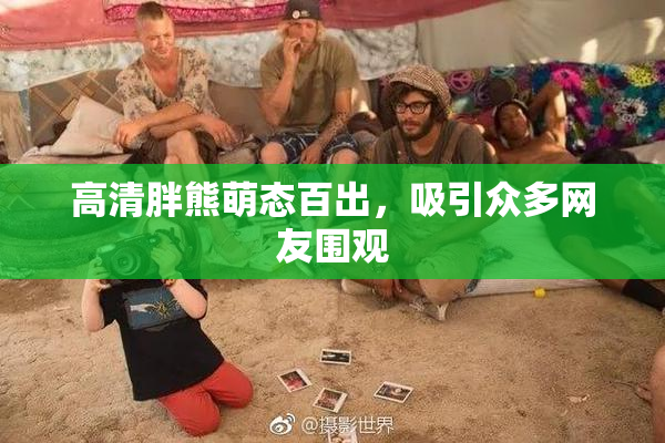 高清胖熊萌态百出，吸引众多网友围观