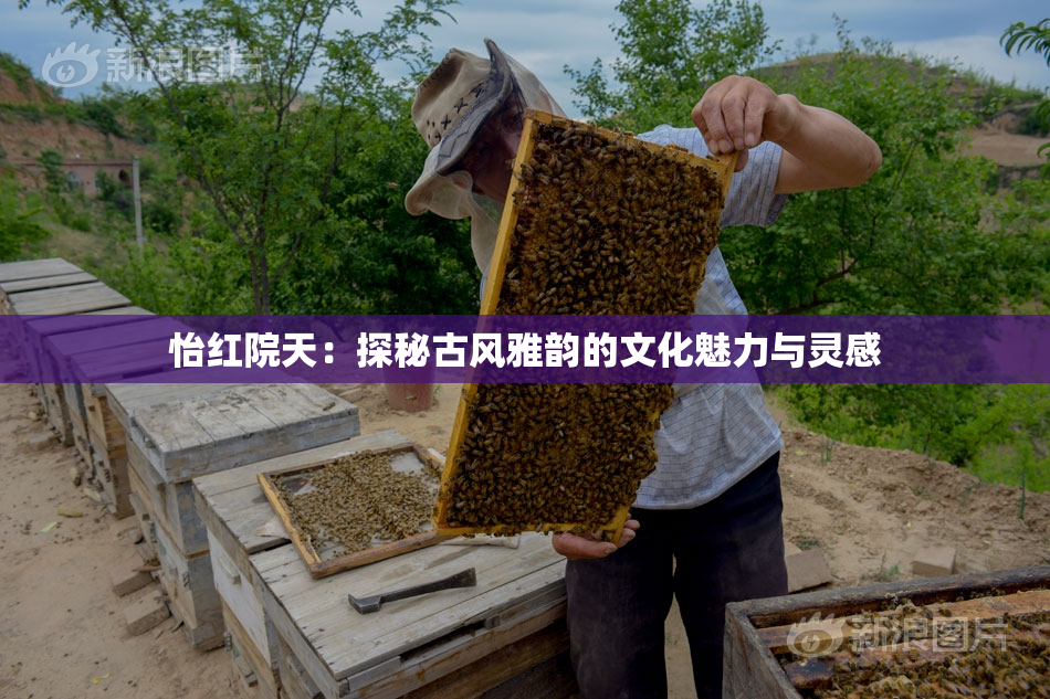 怡红院天：探秘古风雅韵的文化魅力与灵感