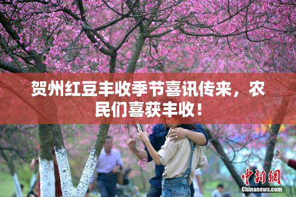 贺州红豆丰收季节喜讯传来，农民们喜获丰收！