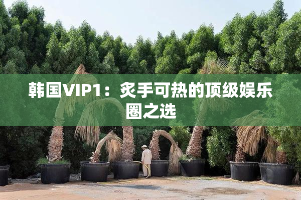 韩国VIP1：炙手可热的顶级娱乐圈之选