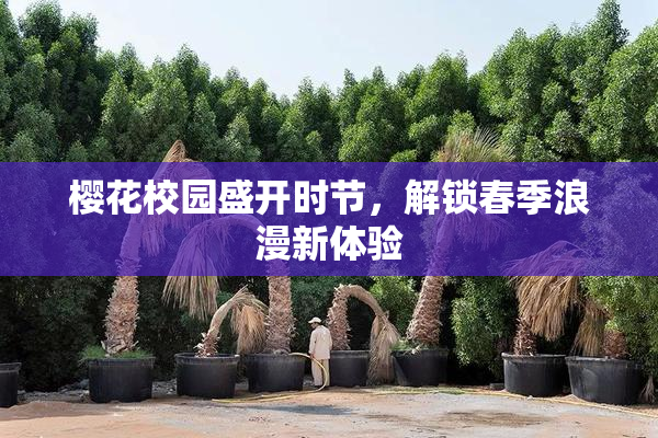 樱花校园盛开时节，解锁春季浪漫新体验