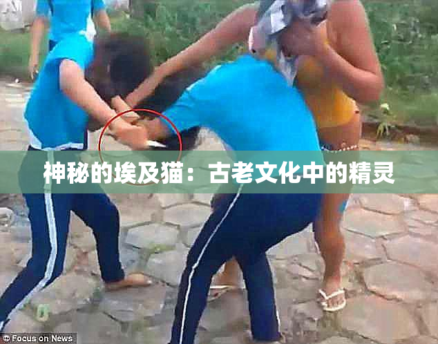 神秘的埃及猫：古老文化中的精灵