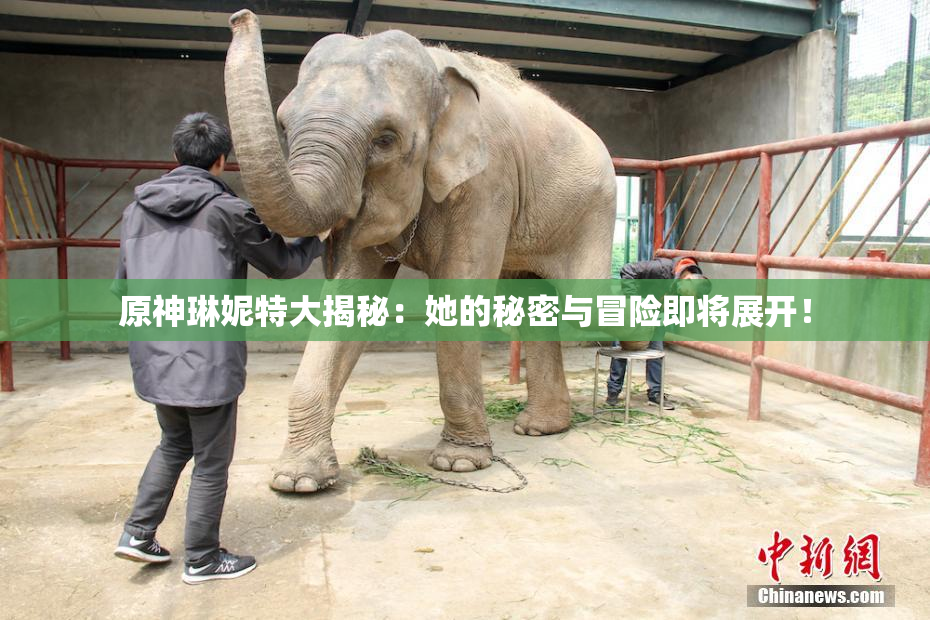 原神琳妮特大揭秘：她的秘密与冒险即将展开！