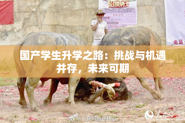 国产学生升学之路：挑战与机遇并存，未来可期