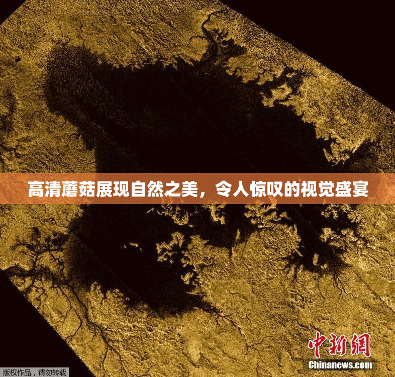 高清蘑菇展现自然之美，令人惊叹的视觉盛宴