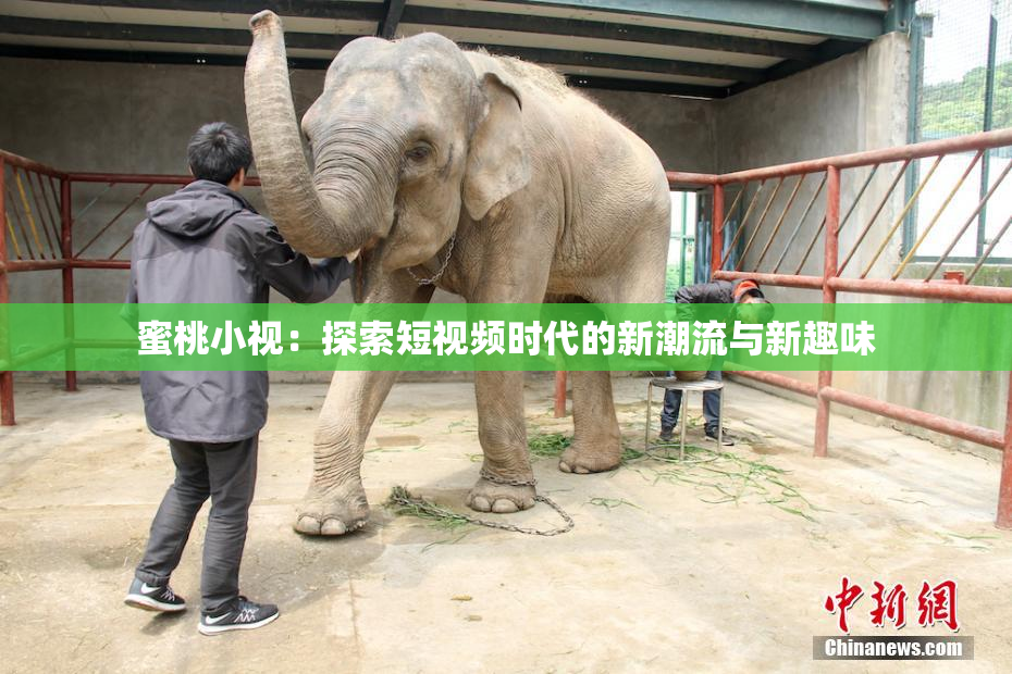 蜜桃小视：探索短视频时代的新潮流与新趣味