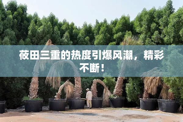 莜田三重的热度引爆风潮，精彩不断！