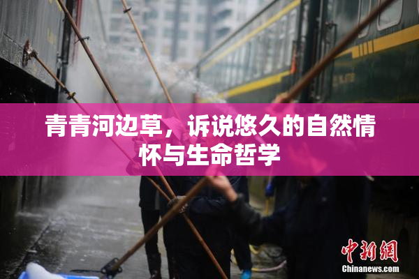 青青河边草，诉说悠久的自然情怀与生命哲学