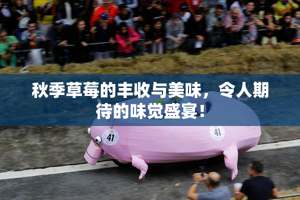 秋季草莓的丰收与美味，令人期待的味觉盛宴！