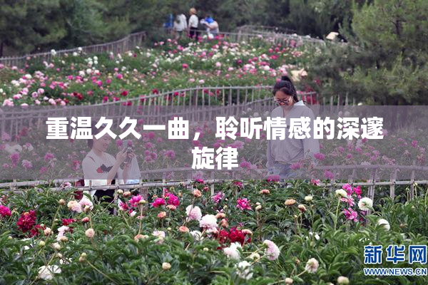 重温久久一曲，聆听情感的深邃旋律