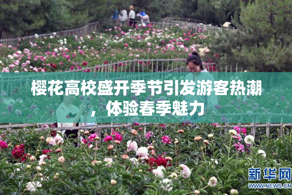 樱花高校盛开季节引发游客热潮，体验春季魅力