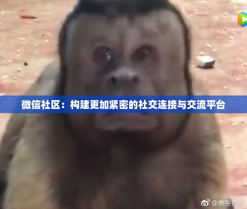 微信社区：构建更加紧密的社交连接与交流平台