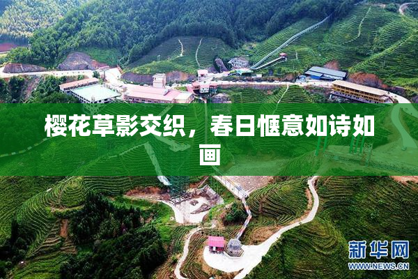 樱花草影交织，春日惬意如诗如画