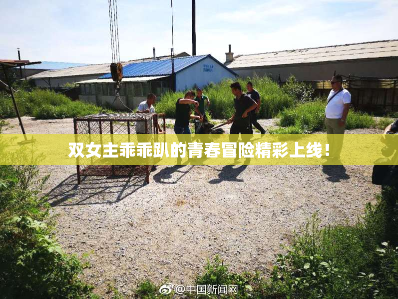 双女主乖乖趴的青春冒险精彩上线！