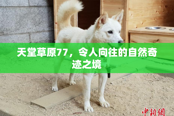 天堂草原77，令人向往的自然奇迹之境