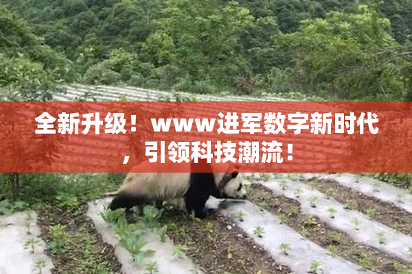 全新升级！www进军数字新时代，引领科技潮流！