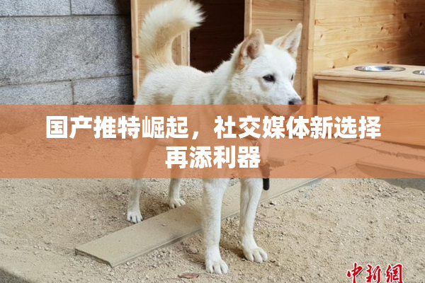 国产推特崛起，社交媒体新选择再添利器