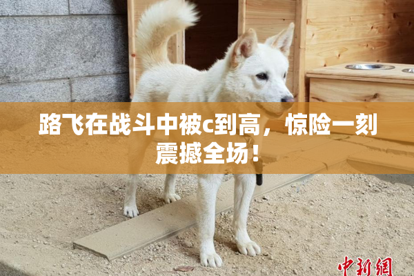 路飞在战斗中被c到高，惊险一刻震撼全场！